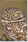 BurrowingOwl_CapeCoral_2006Jan_E0K5791 copy