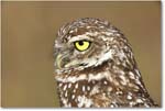 BurrowingOwl_CapeCoral_2006Jan_E0K5987 copy