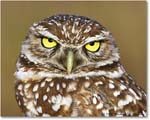 BurrowingOwl_CapeCoral_2006Jan_E0K6003 copy