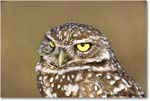 BurrowingOwl_CapeCoral_2006Jan_E0K6009 copy