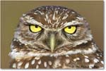 BurrowingOwl_CapeCoral_2006Jan_E0K6030 copy
