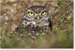 BurrowingOwl_CapeCoral_2006Jan_E0K6547 copy