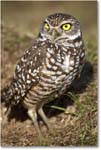BurrowingOwl_CapeCoral_2006Jan_E0K6549 copy