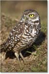 BurrowingOwl_CapeCoral_2006Jan_E0K6551 copy