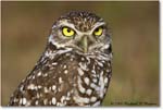 BurrowingOwl_CapeCoral_2006Jan_E0K6559 copy