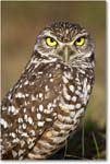 BurrowingOwl_CapeCoral_2006Jan_E0K6571 copy