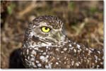 BurrowingOwl_CapeCoral_2006Jan_E0K6578 copy