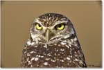 BurrowingOwl_CapeCoral_2006Jan_E0K6601 copy