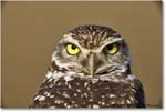 BurrowingOwl_CapeCoral_2006Jan_E0K6619 copy