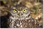 BurrowingOwl_CapeCoral_2006Jan_E0K6634 copy