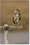 BurrowingOwl_CapeCoral_2006Jan_E0K6645 copy
