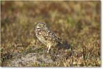 BurrowingOwl_CapeCoral_2006Jan_Y2F7310 copy