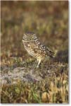 BurrowingOwl_CapeCoral_2006Jan_Y2F7319 copy