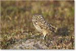 BurrowingOwl_CapeCoral_2006Jan_Y2F7322 copy