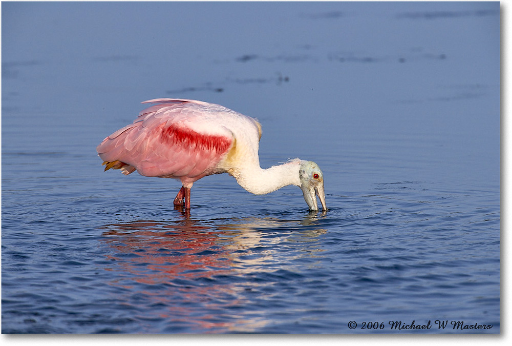 RoseateSpoonbill_DingDarlingNWR_2006Jan_E0K6124 copy
