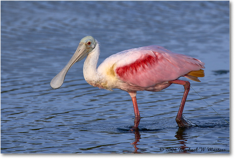 RoseateSpoonbill_DingDarlingNWR_2006Jan_E0K6145 copy