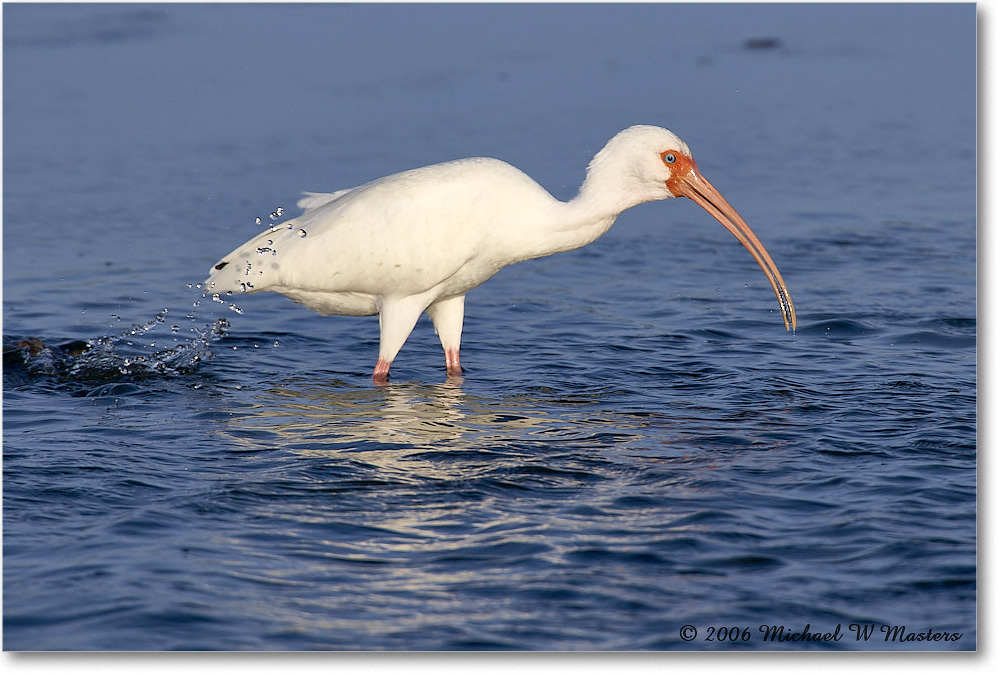 WhiteIbis_DingDarlingNWR_2006Jan_E0K6114 copy