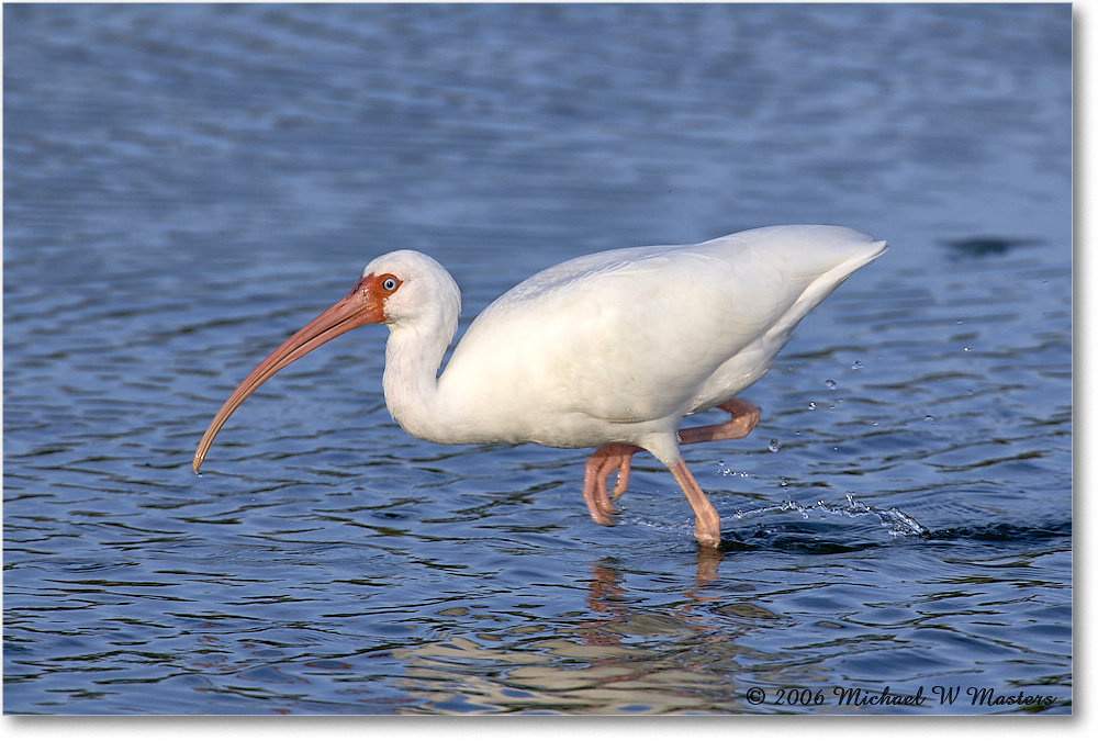WhiteIbis_DingDarlingNWR_2006Jan_E0K6141 copy