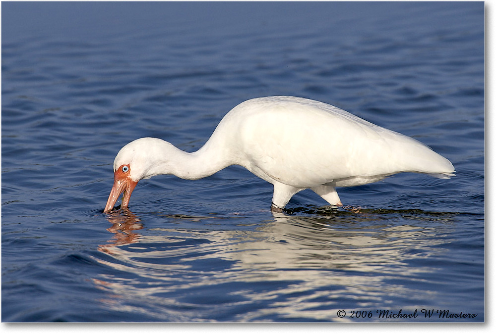 WhiteIbis_DingDarlingNWR_2006Jan_E0K6207 copy