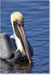 BrownPelican_DingDarlingNWR_2006Jan_E0K6429 copy