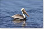 BrownPelican_DingDarlingNWR_2006Jan_E0K6484 copy