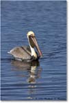 BrownPelican_DingDarlingNWR_2006Jan_E0K6493 copy