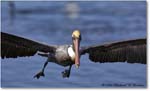 BrownPelican_DingDarlingNWR_2006Jan_E0K6520 copy