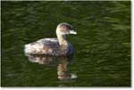 Grebe_DingDarlingNWR_2006Jan_E0K6278 copy