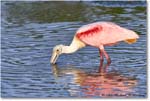 RoseateSpoonbill_DingDarlingNWR_2006Jan_E0K6063 copy