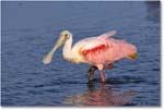 RoseateSpoonbill_DingDarlingNWR_2006Jan_E0K6080 copy