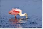 RoseateSpoonbill_DingDarlingNWR_2006Jan_E0K6124 copy
