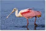RoseateSpoonbill_DingDarlingNWR_2006Jan_E0K6149 copy