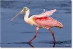 RoseateSpoonbill_DingDarlingNWR_2006Jan_E0K6156 copy