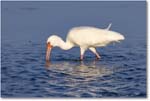 WhiteIbis_DingDarlingNWR_2006Jan_E0K6111 copy
