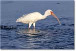 WhiteIbis_DingDarlingNWR_2006Jan_E0K6114 copy