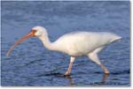 WhiteIbis_DingDarlingNWR_2006Jan_E0K6139 copy