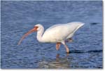 WhiteIbis_DingDarlingNWR_2006Jan_E0K6141 copy