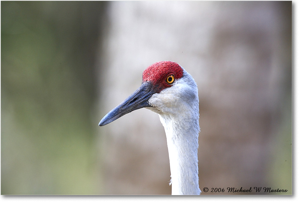 SandhillCrane_Myakka_2006Jan_E0K4978 copy