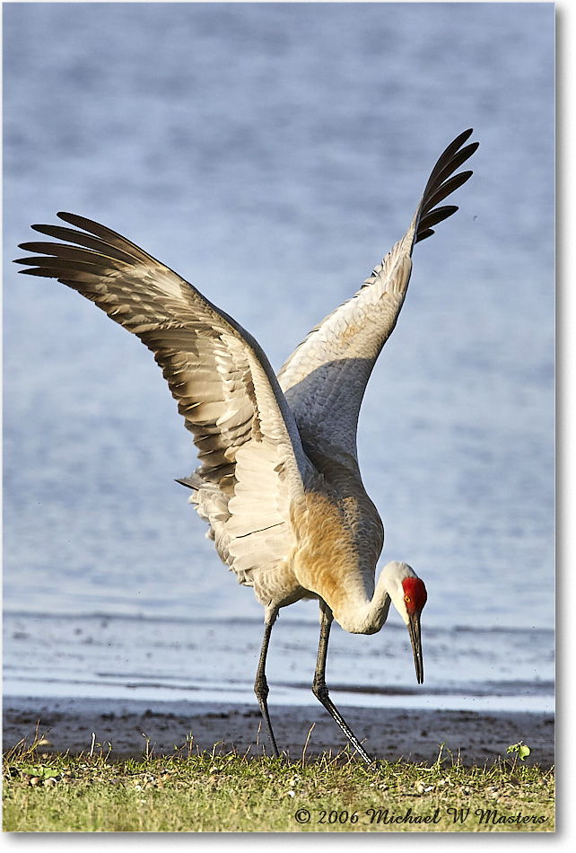 SandhillCrane_Myakka_2006Jan_E0K5005 copy