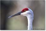 SandhillCrane_Myakka_2006Jan_E0K4969 copy
