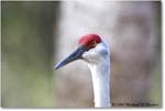 SandhillCrane_Myakka_2006Jan_E0K4978 copy