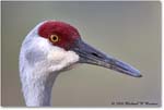 SandhillCrane_Myakka_2006Jan_E0K4991 copy