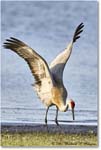 SandhillCrane_Myakka_2006Jan_E0K5005 copy