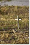 BurrowingOwl_CapeCoral_2006Jan_Y2F7332 copy