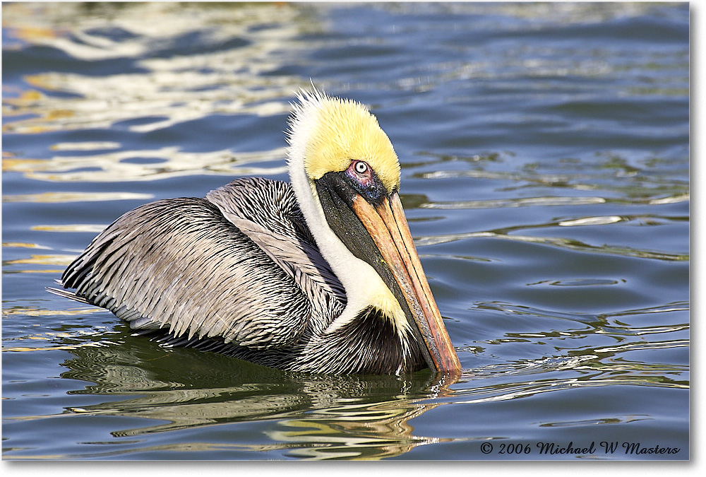 BrownPelican_PlacidaBay_2006Jan_Y2F6781 copy