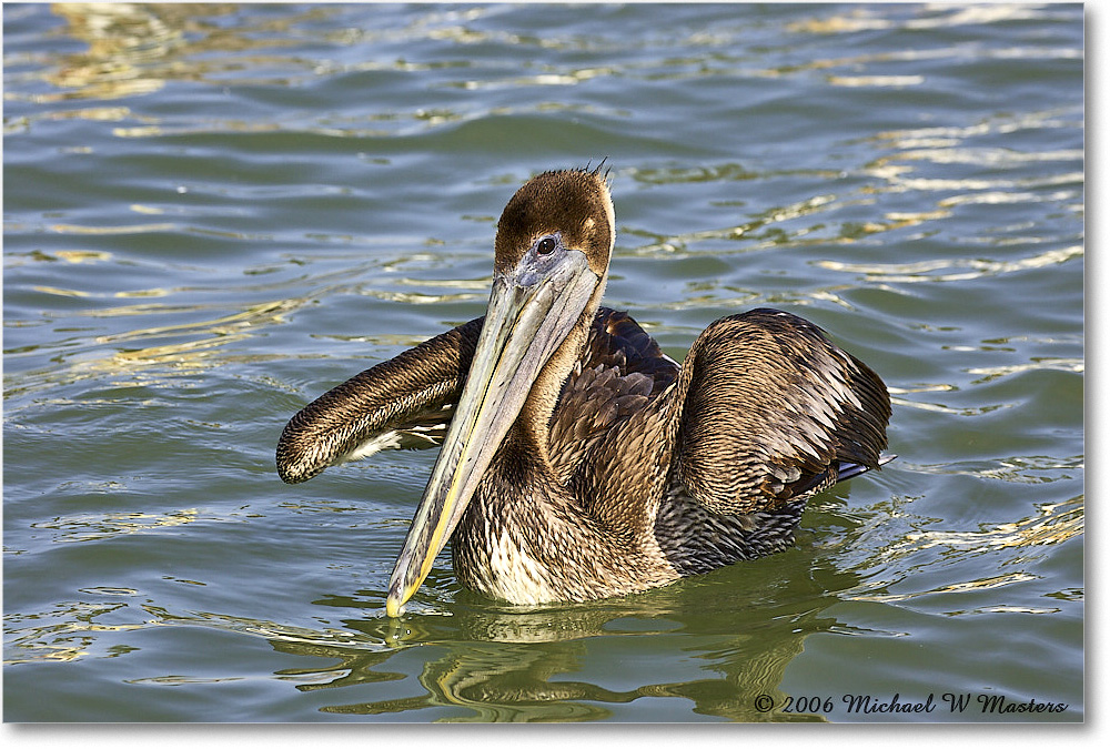 BrownPelican_PlacidaBay_2006Jan_Y2F6786 copy
