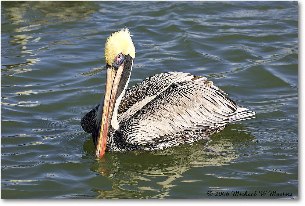 BrownPelican_PlacidaBay_2006Jan_Y2F6791 copy