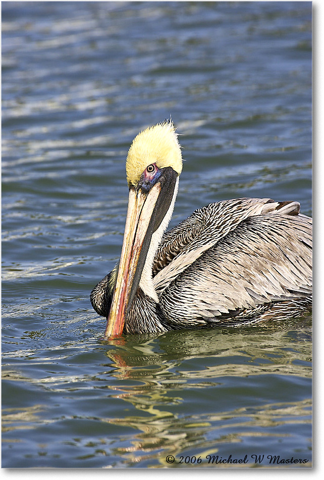 BrownPelican_PlacidaBay_2006Jan_Y2F6835 copy