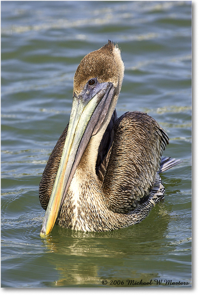 BrownPelican_PlacidaBay_2006Jan_Y2F6842 copy