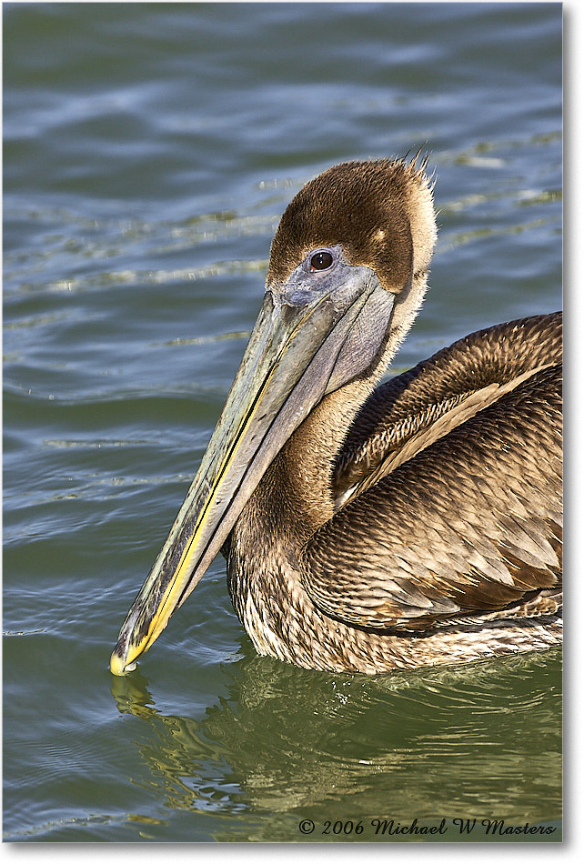 BrownPelican_PlacidaBay_2006Jan_Y2F6951 copy